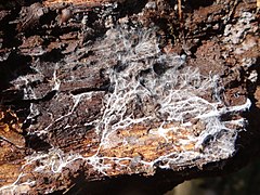 Rhizomorph Armillaria 2PN.jpg