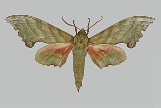 <i>Rhodoprasina corrigenda</i> Species of moth
