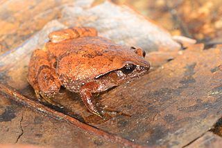 <i>Rhombophryne botabota</i> Species of amphibian