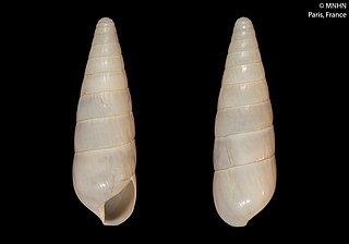 <i>Riebeckia</i> Genus of gastropods