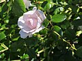 Rosa 'New Dawn', Róża 'New Dawn', 2019-06-09