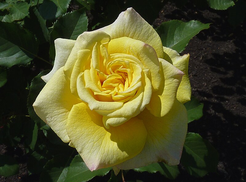 File:Rosa 'Sterntaler' J1.jpg