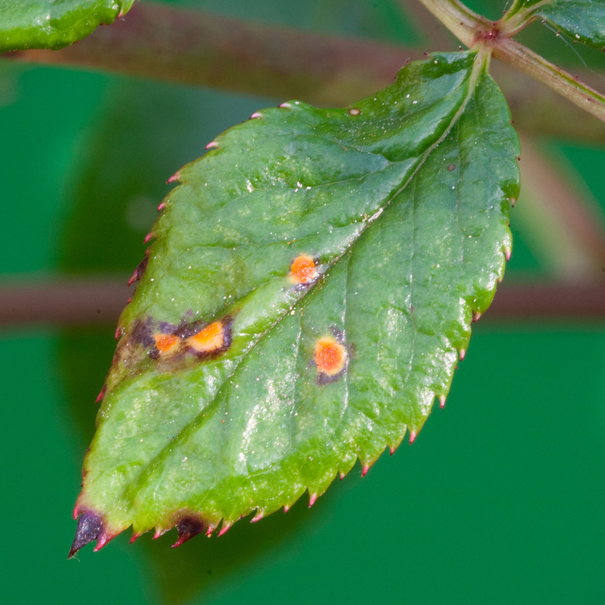 Leaf rust on plants фото 82