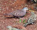 Ruddy Ground-Dove (Columbina talpacoti) - Flickr - Lip Kee.jpg