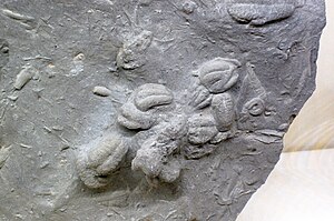 Rusophycus pudicum trilobite trace fossils (Fairview Formation, Upper Ordovician; Hamilton County, Ohio, USA) 2.jpg