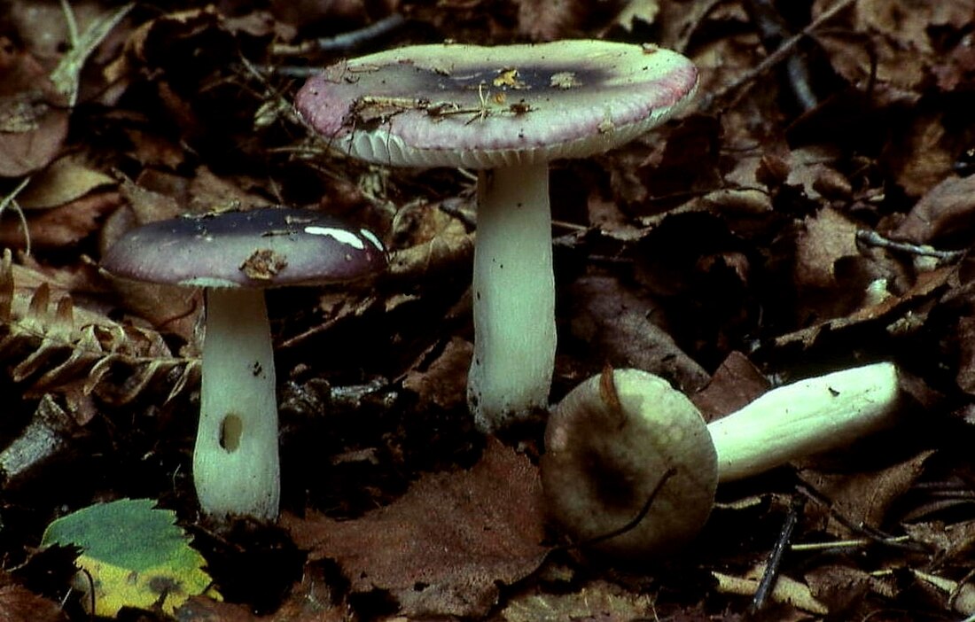 File:Russula fragilis.jpg