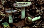 Thumbnail for Russula fragilis