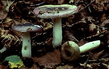 Russula fragilis.jpg