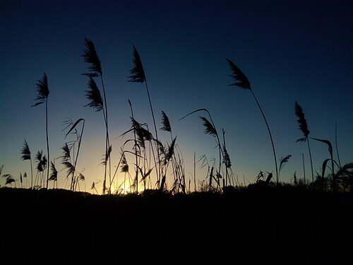 Phragmites australis in pond in the sunset, Czech Republic