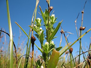 Bildbeschreibung S. laurentianum auf den Magdalen Islands.jpg.