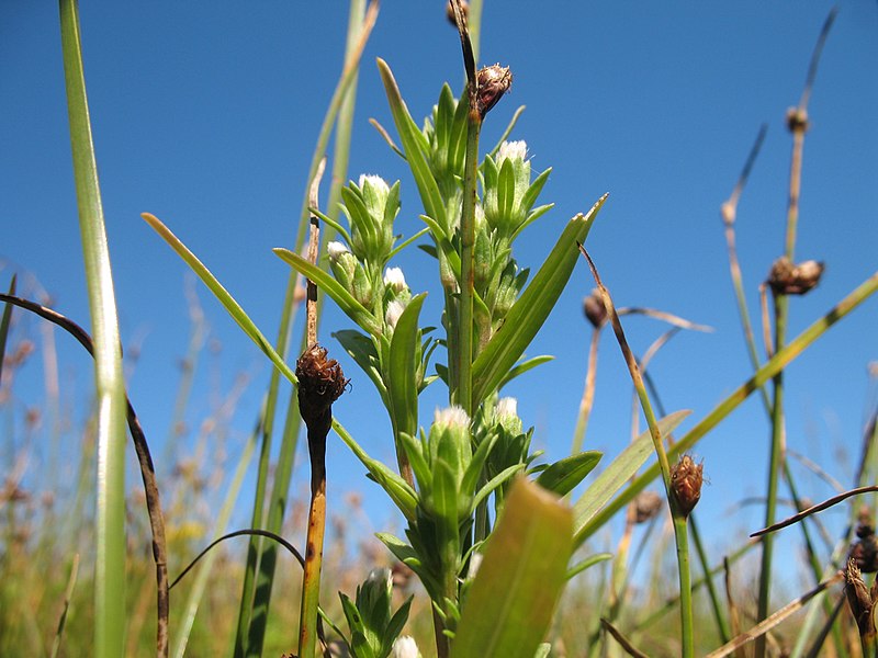 File:S. laurentianum in the Magdalen Islands.jpg