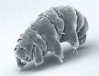 Das Bärtierchen Milnesium tardigradum