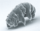SEM image of Milnesium tardigradum in active state - journal.pone.0045682.g001-2.png