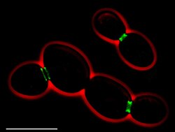 Septins in Saccharomyces cerevisiae (fluorescent micrograph)
* Green: septins (AgSEP7-GFP)
* Red: cell outline (phase contrast)
* Scale bar: 10 mm S cerevisiae septins.jpg