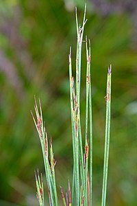 Flowering heads (inflorescences)