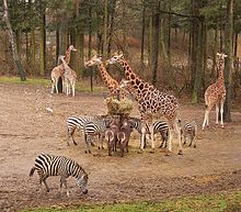 Giraffes, plains zebras and waterbuck in Burgers' Safari Safari BZ ies.jpg