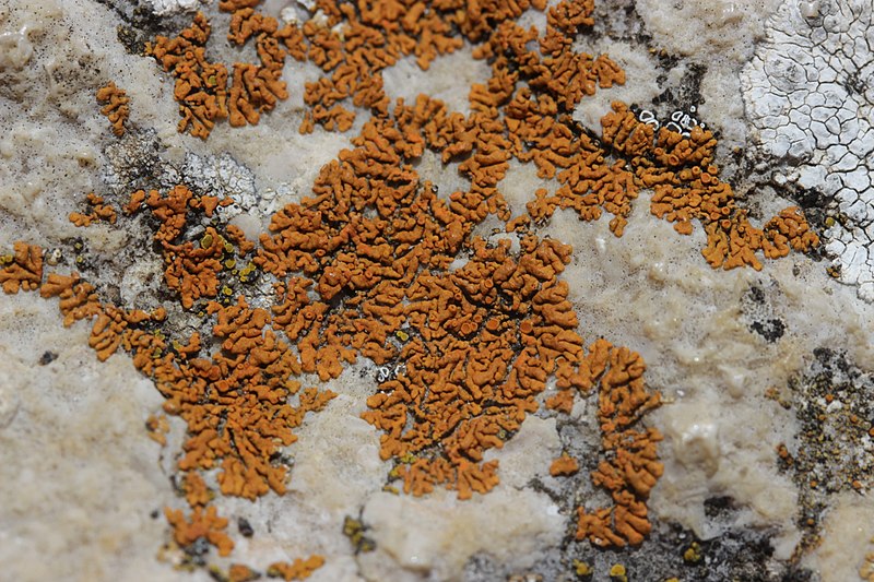 File:Salève 01.08.2017 Lichen (37052420112).jpg