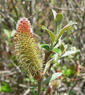 <i>Salix delnortensis</i> Species of willow