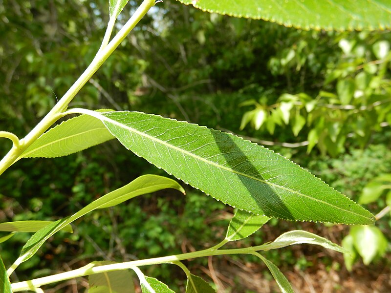 File:Salix fragilis - crack willow - Flickr - Matt Lavin (6).jpg