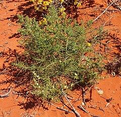 Description de l'image Salsola australis.jpg.