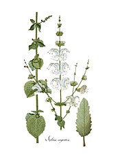 Silversalvia Salvia argentea