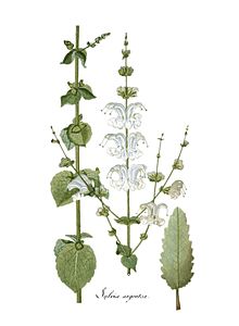 Salvia argentea.jpg