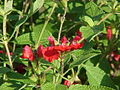 Salvia blepharophylla0.jpg