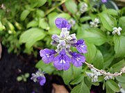 Salvia farinacea Cửu thảo bột (chi tiết hoa)