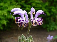 Salvia apiana - Wikipedia, la enciclopedia libre