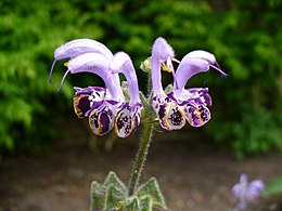 Salvia indica.jpg
