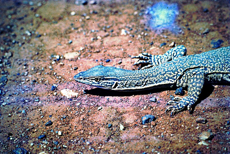 File:Sand goanna.jpg