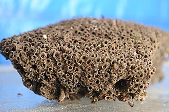 Colony of worm tubes removed from the beach Sandcastle worm colony in laboratory.jpg