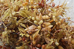 Sargassum seaweed is a brown alga with air bladders that help it float