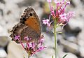 Satyrus favonius Anatolian Satyr Anadolu Pirireisi