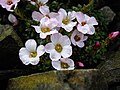 Saxifraga ×irvingii 'Jenkinsiae'