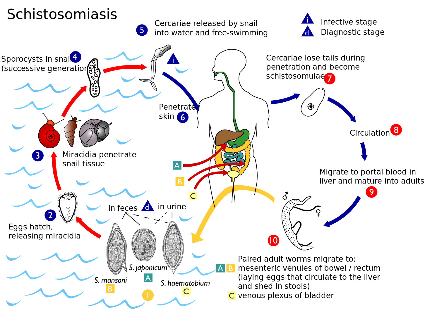 Schistosoma haematobium жизненный цикл. Схема жизненного цикла Schistosoma haematobium. Цикл развития кровяного сосальщика. Жизненный цикл шистосомы кровяной.