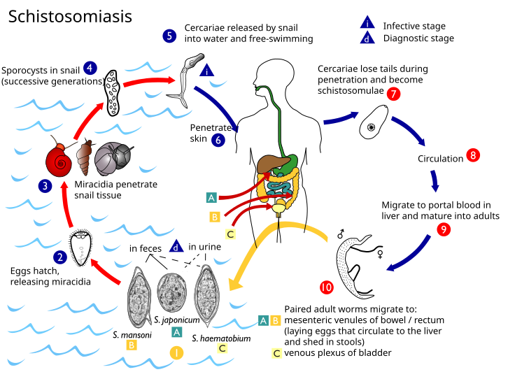 File:Schistosoma life cycle.svg