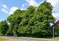 Baumgruppe aus fünf Bäumen auf einem Grundstück: Bild: drei Linden