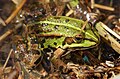 Deutsch: Seefrosch (Rana ridibunda) English: Marsh Frog