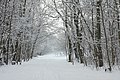 Schönholzer Heide im Winter.JPG