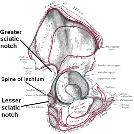 Sciatic notches.png