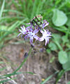 Scilla autumnalis0.jpg