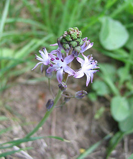 Scilla autumnalis