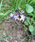 Scilla autumnalis0.jpg