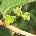 Sclerocroton integerrimus young fruit.JPG