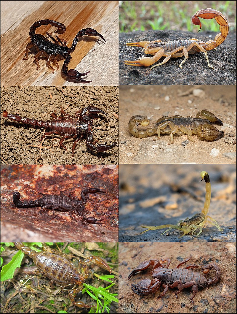 Un Petit Garçon Qui Tient Les Insectes Vivants De Nourriture De