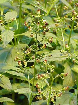 Nariuotasis bervidis (Scrophularia nodosa)