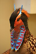 Tragopan caboti head feathers of a male