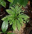 Selaginella arthritica