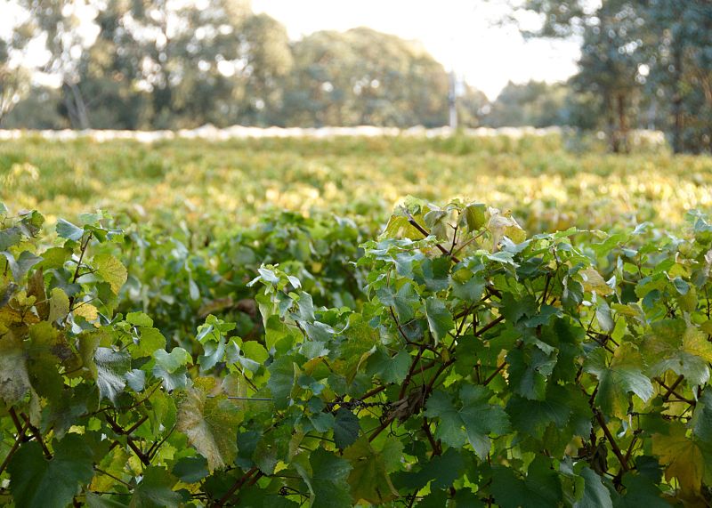 File:Semillon vines at Gisborne Peak.jpg